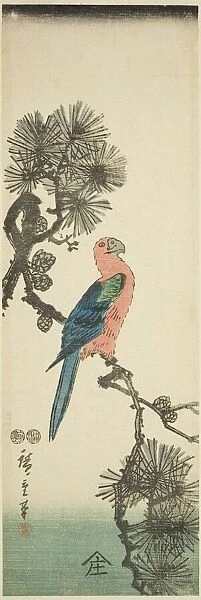 Macaw on pine branch, c. 1847 / 52. Creator: Ando Hiroshige