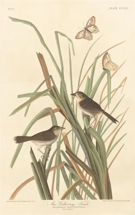 Framed Print : MacGillivrays Finch, 1837. Creator: Robert Havell Framed Print : MacGillivrays Finch, 1837. Creator: Robert Havell