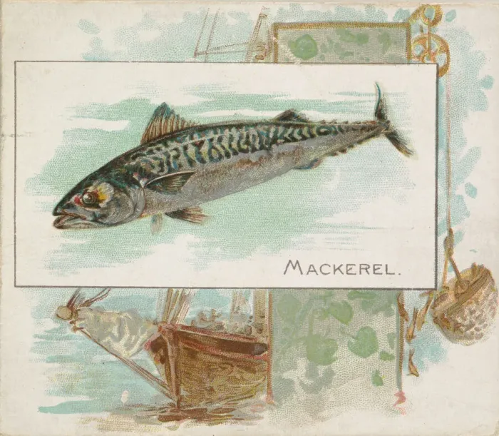 Framed Print : Mackerel, from Fish from American Waters series (N39) for Allen & Ginter Cigarettes Framed Print : Mackerel, from Fish from American Waters series (N39) for Allen & Ginter Cigarettes