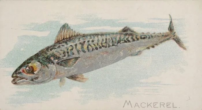 Framed Print : Mackerel, from the Fish from American Waters series (N8) for Allen & Framed Print : Mackerel, from the Fish from American Waters series (N8) for Allen &