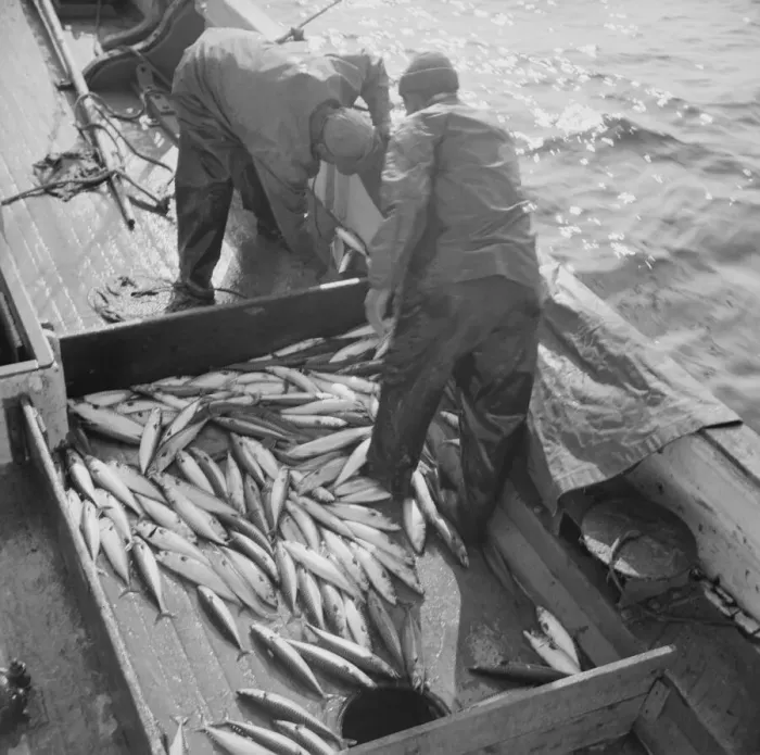Framed Print : Mackerel fishing, Gloucester, Massachusetts, 1943. Creator: Gordon Parks Framed Print : Mackerel fishing, Gloucester, Massachusetts, 1943. Creator: Gordon Parks