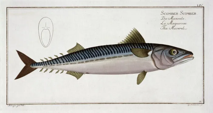 Framed Print : Mackerel (Scomber Scomber), c1785-1799. Artist: Gabriel Bodenehr I Framed Print : Mackerel (Scomber Scomber), c1785-1799. Artist: Gabriel Bodenehr I