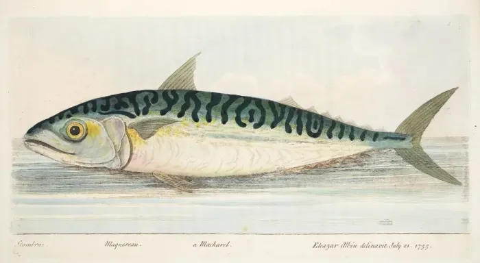 Framed Print : The Mackerel, from A Treatise on Fish and Fish-ponds, pub. 1832 (hand coloured engraving) Framed Print : The Mackerel, from A Treatise on Fish and Fish-ponds, pub. 1832 (hand coloured engraving)