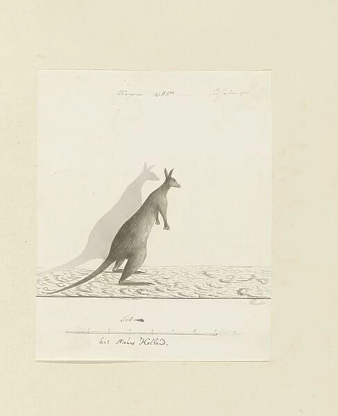 Macropus sp. (Kangaroo), 1788. Creator: John Hunter