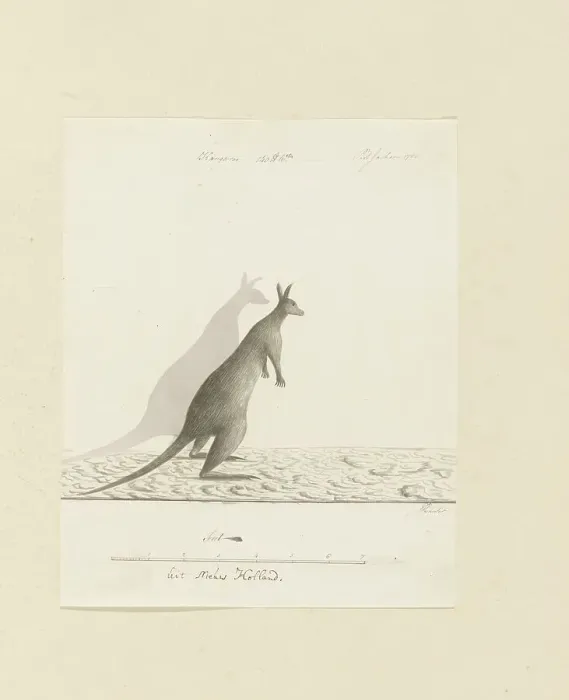 Framed Print : Macropus sp. (Kangaroo), 1788. Creator: John Hunter Framed Print : Macropus sp. (Kangaroo), 1788. Creator: John Hunter