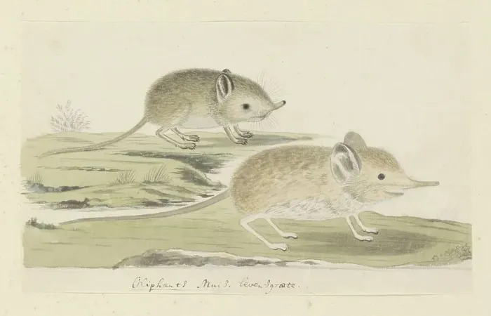 Framed Print : Macroscelides proboscideus (Round-eared elephant shrew), 1779-1780. Creator: Robert Jacob Gordon Framed Print : Macroscelides proboscideus (Round-eared elephant shrew), 1779-1780. Creator: Robert Jacob Gordon