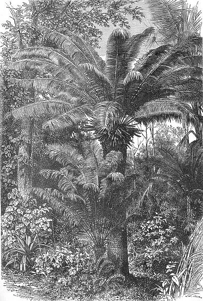 Madagascar Dwarf Palms; A Birds-eye View of Madagascar, 1875. Creator: M.D Charnay