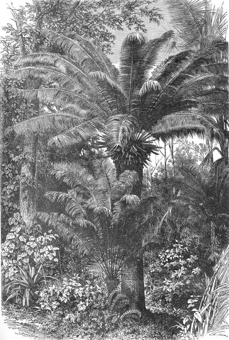 Framed Print : Madagascar Dwarf Palms; A Birds-eye View of Madagascar, 1875. Creator: M.D Charnay Framed Print : Madagascar Dwarf Palms; A Birds-eye View of Madagascar, 1875. Creator: M.D Charnay