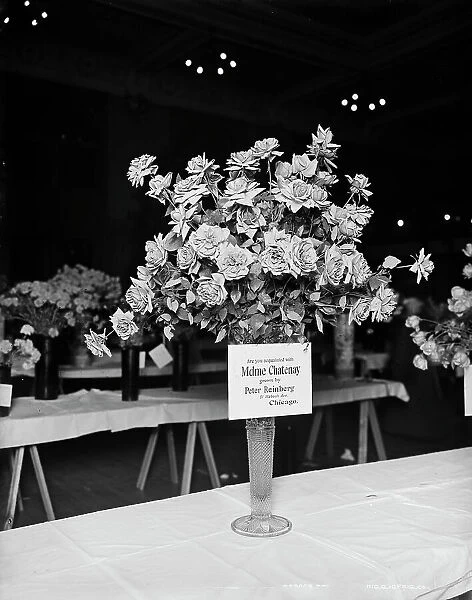 Madame Chatenay roses, American Carnation Society Exhibition, Detroit, Mich. between 1900 and 1905. Creator: Unknown