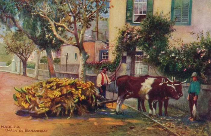 Framed Print : Madeira - Carca De Bananeiras, c1940 Framed Print : Madeira - Carca De Bananeiras, c1940