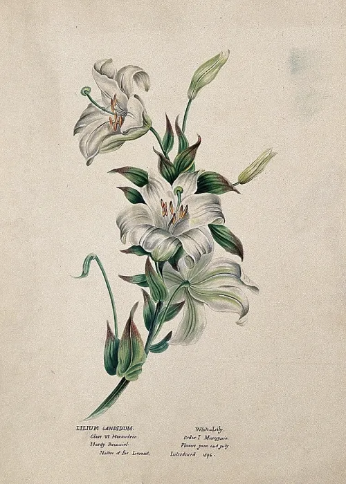 Framed Print : Madonna lily or bourbon lily (Lilium candidum): flowering stem, (c1850?). Creator: Unknown Framed Print : Madonna lily or bourbon lily (Lilium candidum): flowering stem, (c1850?). Creator: Unknown