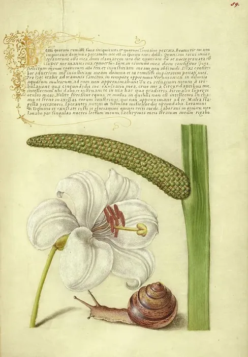 Framed Print : Madonna Lily, Terrestrial Mollusk, and Sweet Flag, 1561-1562; illumination added 1591-1596. Creator: Joris Hoefnagel Framed Print : Madonna Lily, Terrestrial Mollusk, and Sweet Flag, 1561-1562; illumination added 1591-1596. Creator: Joris Hoefnagel