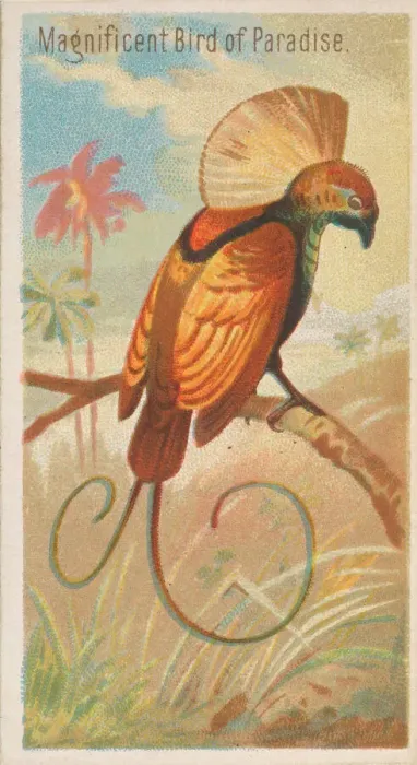 Framed Print : Magnificent Bird of Paradise, from the Birds of the Tropics series (N5) for Allen & Framed Print : Magnificent Bird of Paradise, from the Birds of the Tropics series (N5) for Allen &