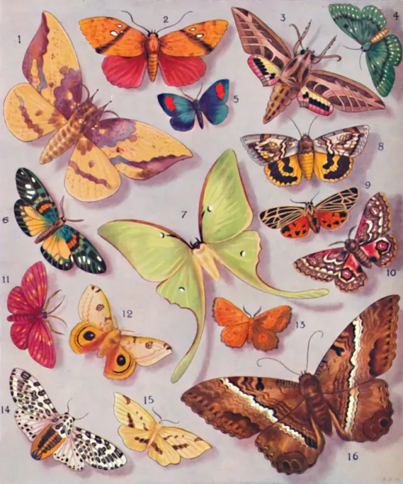 Framed Print : The Magnificent Colouring of Some Moths, 1935