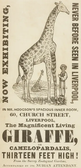Framed Print : The Magnificent Living Giraffe, or Camelopardalis, Thirteen Feet High!, c1836. Creator: Unknown Framed Print : The Magnificent Living Giraffe, or Camelopardalis, Thirteen Feet High!, c1836. Creator: Unknown