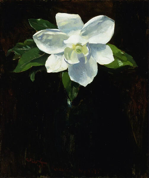 Magnolia, 1895. Creator: Charles Walter Stetson