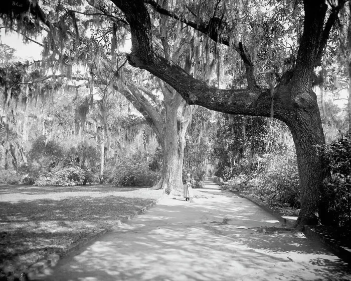 Framed Print : Magnolia on the Ashley, (Magnolia Gardens), Magnolia Ave. Runnymede P.O. S.C. c.1900-1906. Creator: William H. Jackson Framed Print : Magnolia on the Ashley, (Magnolia Gardens), Magnolia Ave. Runnymede P.O. S.C. c.1900-1906. Creator: William H. Jackson