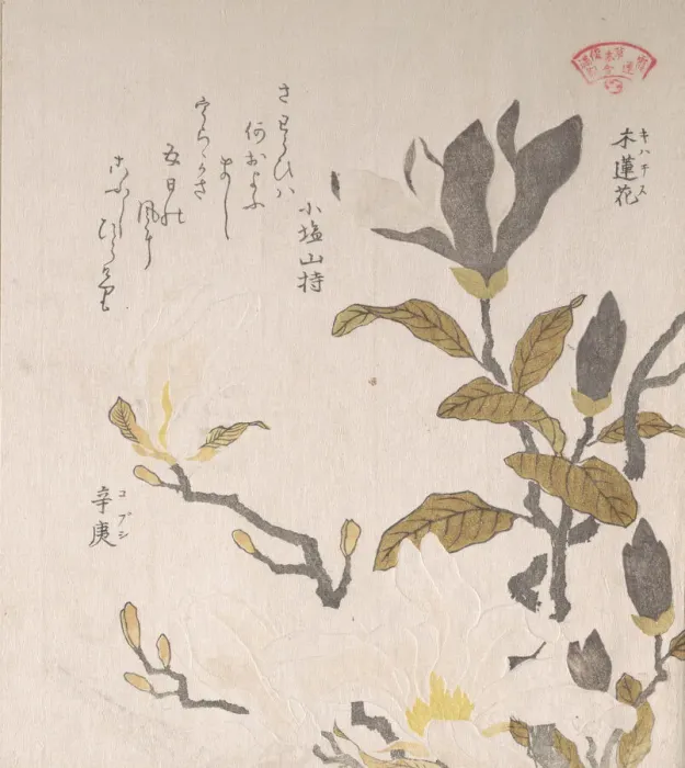 Framed Print : Magnolia Flowers, 19th century. Creator: Kubo Shunman Framed Print : Magnolia Flowers, 19th century. Creator: Kubo Shunman