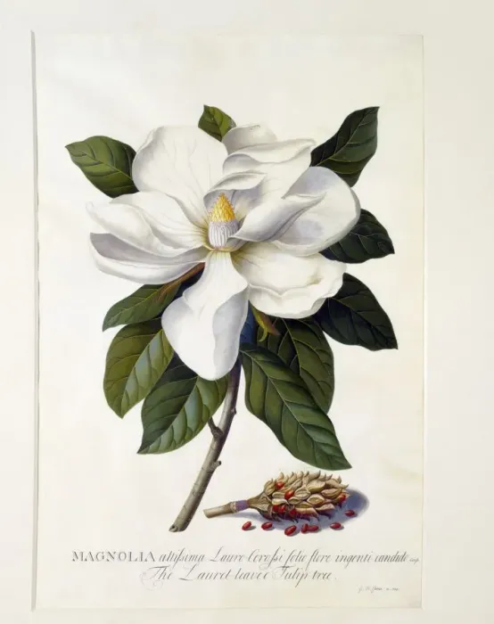 Framed Print : Magnolia Grandiflora, c. 1743 (hand coloured engraving) Framed Print : Magnolia Grandiflora, c. 1743 (hand coloured engraving)