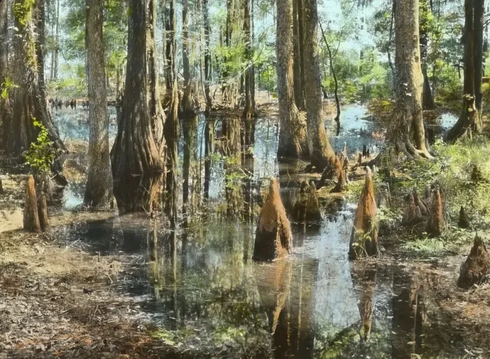 Framed Print : Magnolia Plantation, 3550 Ashley River Road, Charleston, South Carolina, 1928. Creator: Frances Benjamin Johnston. Magnolia Plantation, 3550 Ashley River Road, Charleston, South Carolina, 1928. Creator: Frances Benjamin Johnston Framed Print : Magnolia Plantation, 3550 Ashley River Road, Charleston, South Carolina, 1928. Creator: Frances Benjamin Johnston. Magnolia Plantation, 3550 Ashley River Road, Charleston, South Carolina, 1928. Creator: Frances Benjamin Johnston