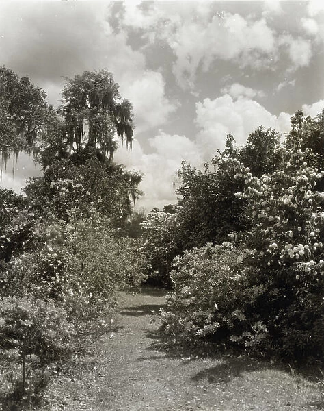 'Magnolia Plantation, ' 3550 Ashley Road, Charleston, South Carolina, 1928. Creator: Frances Benjamin Johnston. 'Magnolia Plantation, ' 3550 Ashley Road, Charleston, South Carolina, 1928. Creator: Frances Benjamin Johnston