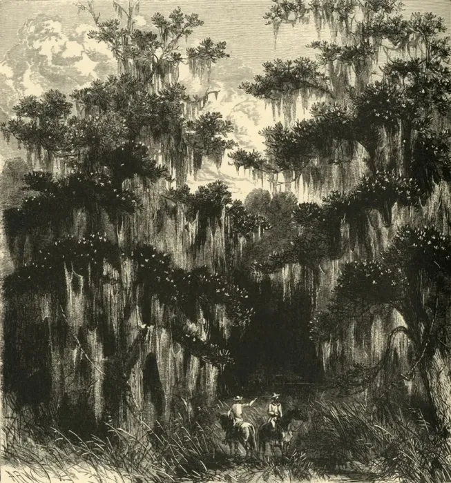 Framed Print : Magnolia Swamp, 1872. Creator: Alfred Waud Framed Print : Magnolia Swamp, 1872. Creator: Alfred Waud