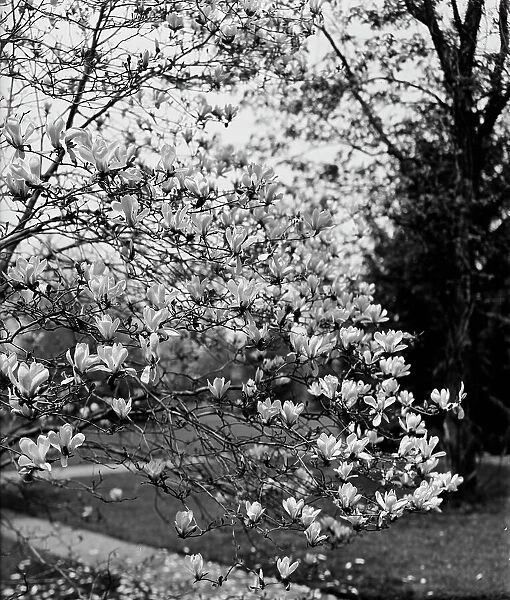 Magnolias, between 1900 and 1905. Creator: Unknown