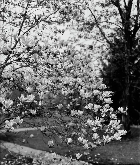 Framed Print : Magnolias, between 1900 and 1905. Creator: Unknown Framed Print : Magnolias, between 1900 and 1905. Creator: Unknown