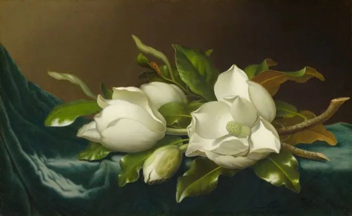 Framed Print : Magnolias on Light Blue Velvet Cloth, 1885 / 95. Creator: Martin Johnson Heade Framed Print : Magnolias on Light Blue Velvet Cloth, 1885 / 95. Creator: Martin Johnson Heade