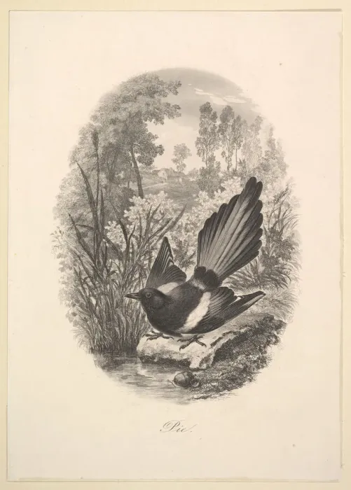 Framed Print : Magpie, 1843. Creator: Charles Francois Daubigny Framed Print : Magpie, 1843. Creator: Charles Francois Daubigny