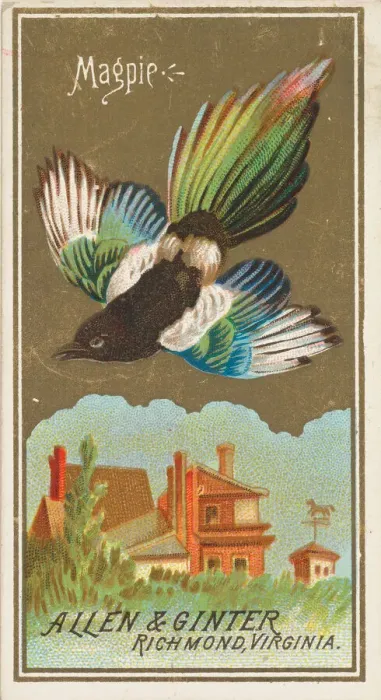 Framed Print : Magpie, from the Birds of America series (N4) for Allen & Ginter Cigarettes Brands Framed Print : Magpie, from the Birds of America series (N4) for Allen & Ginter Cigarettes Brands