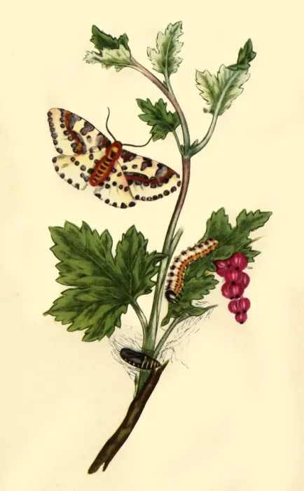 Framed Print : Magpie or Currant Moth: Phalaena grossulariata, 1813, (1945). Creator: Edward Donovan Framed Print : Magpie or Currant Moth: Phalaena grossulariata, 1813, (1945). Creator: Edward Donovan