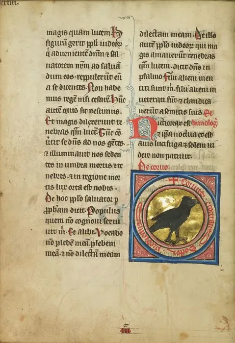 Framed Print : A Magpie; De Natura Avium; De Pastoribus et Ovibus, 1277 or after. Creator: Unknown Framed Print : A Magpie; De Natura Avium; De Pastoribus et Ovibus, 1277 or after. Creator: Unknown
