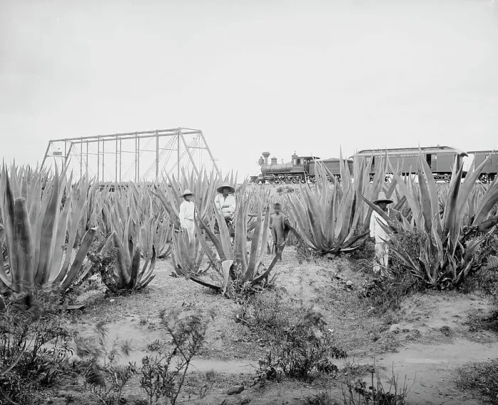 Framed Print : Maguey field, between 1880 and 1897. Creator: William H. Jackson Framed Print : Maguey field, between 1880 and 1897. Creator: William H. Jackson