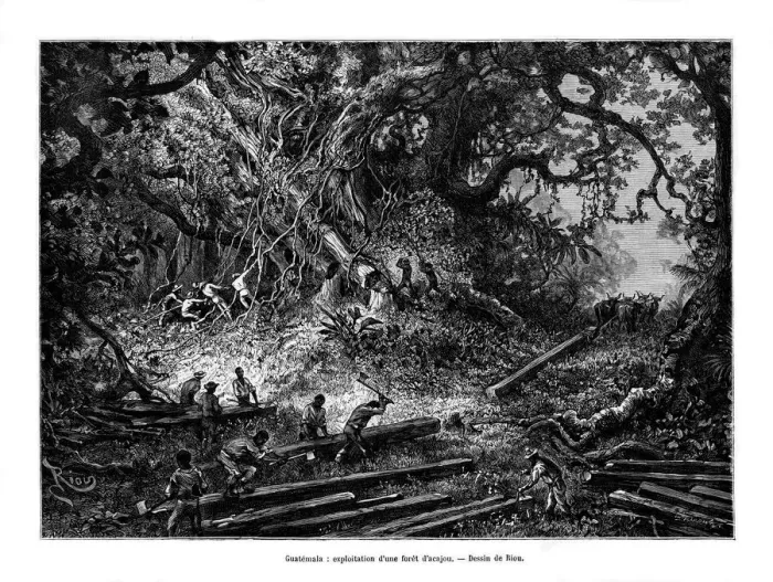 Framed Print : Mahogany tree logging, Guatemala, 19th century. Artist: Edouard Riou Framed Print : Mahogany tree logging, Guatemala, 19th century. Artist: Edouard Riou