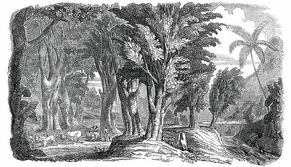 Mahogany Trees in the West Indies, 1850. Creator: Unknown