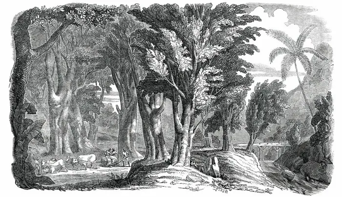 Framed Print : Mahogany Trees in the West Indies, 1850. Creator: Unknown Framed Print : Mahogany Trees in the West Indies, 1850. Creator: Unknown
