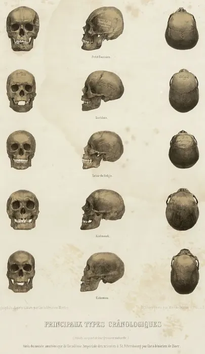 Framed Print : Main cranological types... 1862. Creator: Unknown