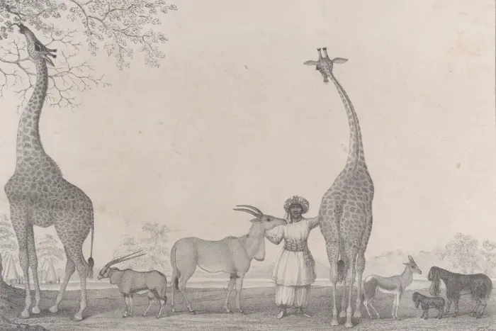 Framed Print : The Majestic and Graceful Giraffes, or Cameleopards, with some Rare Animals of Framed Print : The Majestic and Graceful Giraffes, or Cameleopards, with some Rare Animals of