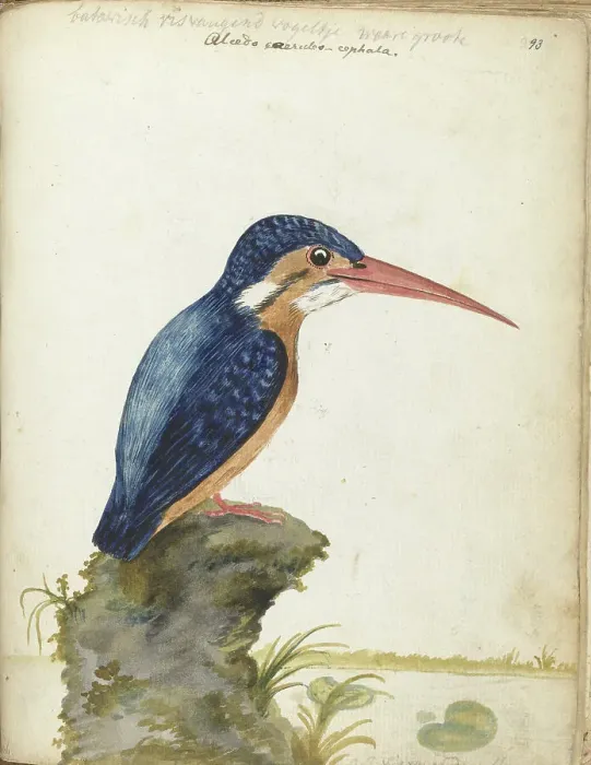 Framed Print : Malachite Kingfisher, 1779-1785. Creator: Jan Brandes Framed Print : Malachite Kingfisher, 1779-1785. Creator: Jan Brandes