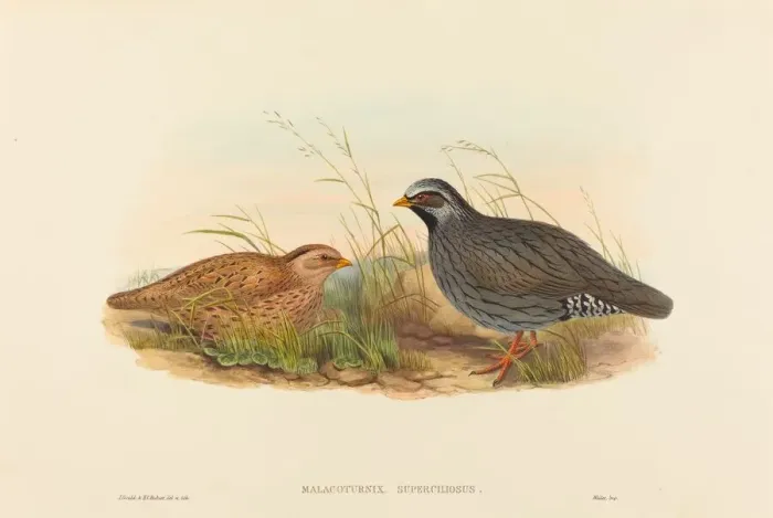 Framed Print : Malacoturnix superciliosus (Mountain Quail). Creators: John Gould Framed Print : Malacoturnix superciliosus (Mountain Quail). Creators: John Gould