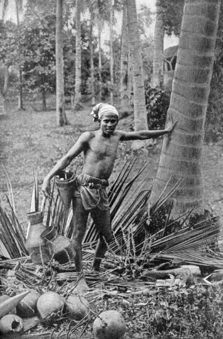 Framed Print : Malay collecting the sweet wine of the toddy tree, 1922 Framed Print : Malay collecting the sweet wine of the toddy tree, 1922