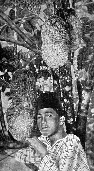 Malay gathering jackfruit, 1922