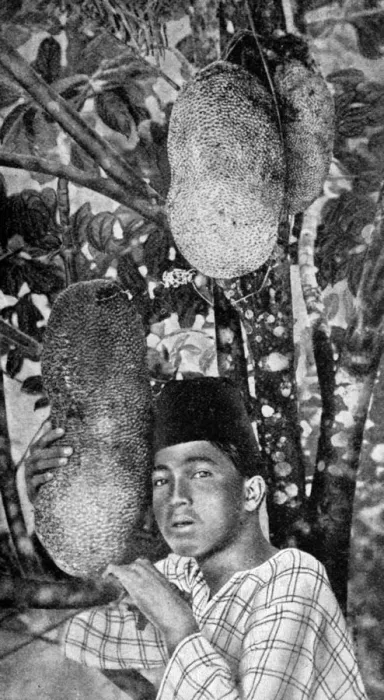 Framed Print : Malay gathering jackfruit, 1922 Framed Print : Malay gathering jackfruit, 1922