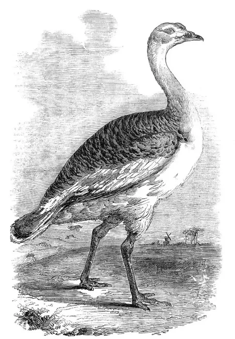 Framed Print : Male Bustard taken near Hungerford, Berks. 1856. Creator: Unknown Framed Print : Male Bustard taken near Hungerford, Berks. 1856. Creator: Unknown