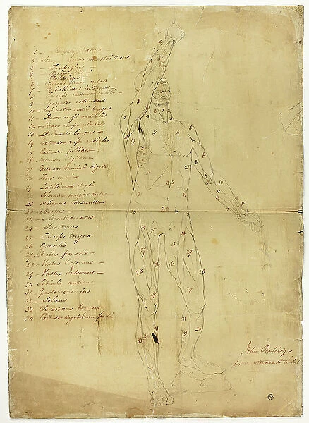 Male Ecorché, c. 1810. Creator: John Partridge