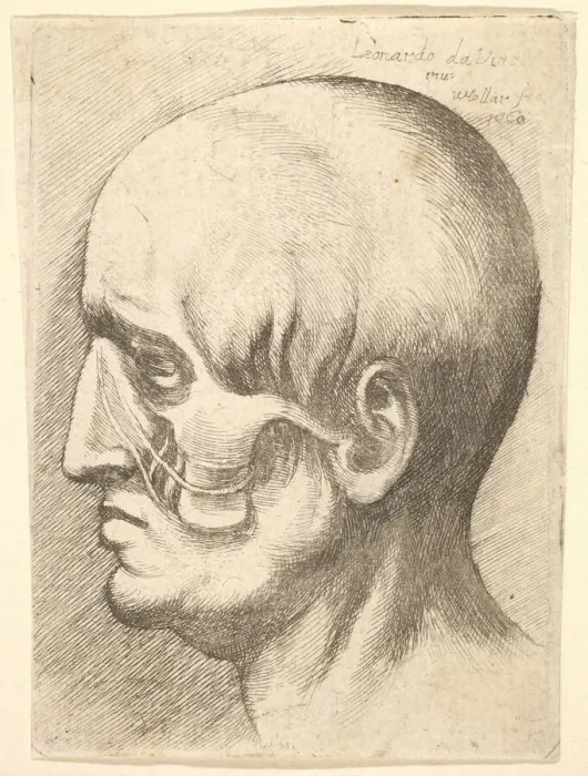 Framed Print : Male head in profile to left with muscles exposed, 1660. Creator: Wenceslaus Hollar Framed Print : Male head in profile to left with muscles exposed, 1660. Creator: Wenceslaus Hollar