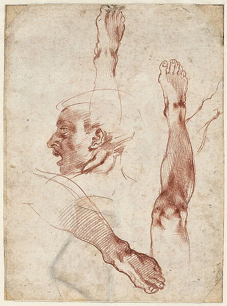 Male head in profile, studies of limbs, 1511. Creator: Buonarroti, Michelangelo (1475-1564)