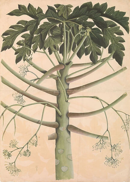 Male Papaya Tree, ca. 1790-1800. Creator: Unknown