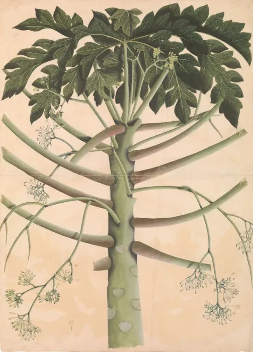 Framed Print : Male Papaya Tree, ca. 1790-1800. Creator: Unknown Framed Print : Male Papaya Tree, ca. 1790-1800. Creator: Unknown